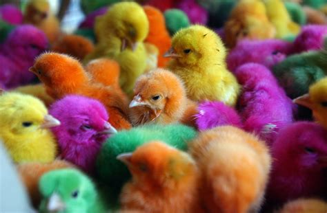 Nh To Consider Allowing Chicks Other Animals To Be Dyed The
