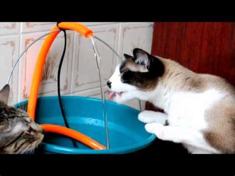Diy water fountain cat fountain water fountains drinking fountain cat drinking cat enclosure cat room animal projects cat furniture. DIY Cat Water Fountain - YouTube
