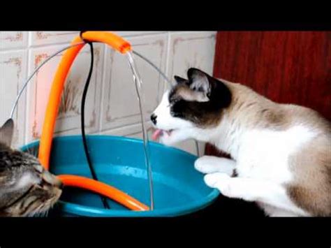 Save yourself a few dollars by creating your own with one of these diy plans. DIY Cat Water Fountain - YouTube