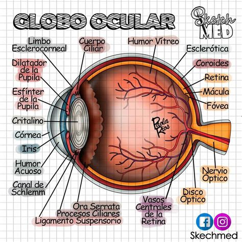 Globo Ocular Anatomia Y Fisiologia Humana Anatomía Del Ojo Anatomía