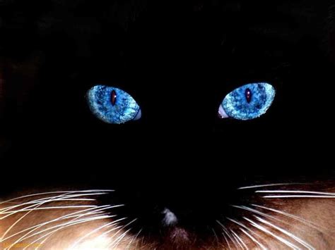 Black Cat Blue Eyes Black Wiskers Cat Eyes Blue Hd Wallpaper