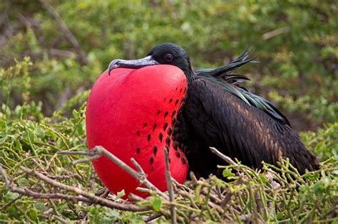 The Galapagos Islands Wildlife Guide