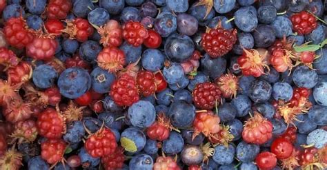 Best Berries To Eat List Of Types Of Bery