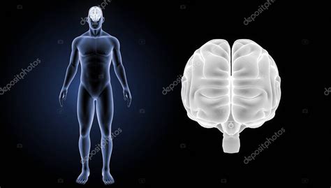 Vista Anterior Del Cerebro Humano Foto De Stock Sciencepics