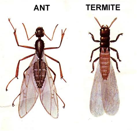 Pest control zone is dedicated to helping you get rid of nasty pests as quickly and safely as possible. Home Pest Control for Ants, Termites & Carpenter Ants ...