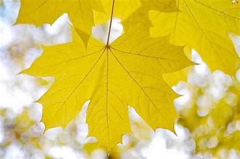 Стихотворение «Желтый кленовый лист», поэт Надежа