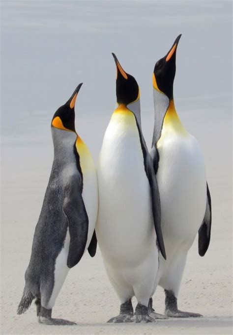 King Penguins Sizing Up Falklands F4 Inspirational Images