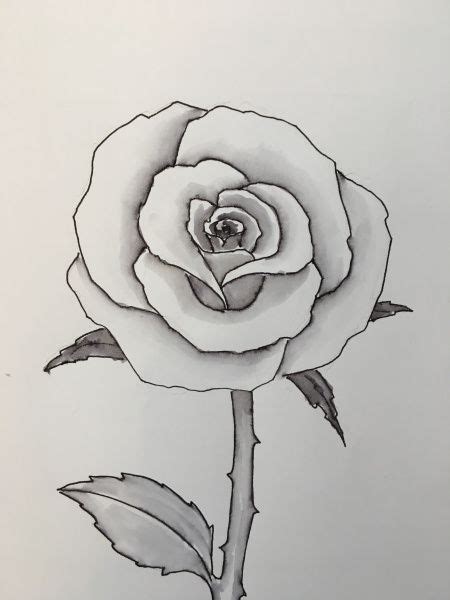 How To Draw A Rose Easy Flower Drawings Roses Drawing Rose Sketch