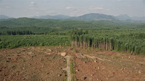5k Stock Footage Aerial Video Approach And Fly Over A Logging Clear Cut