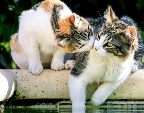 Potential Deadly Feline Calicivirus Catwatch Newsletter