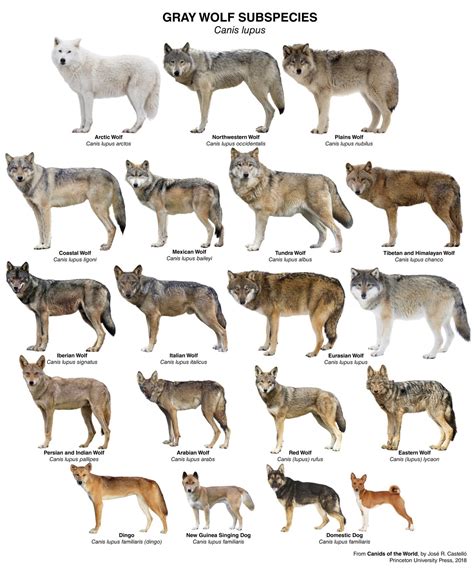Situación Del Lobo En El Mundo En 2021 Lobo Ibérico Y Otras Subespecies