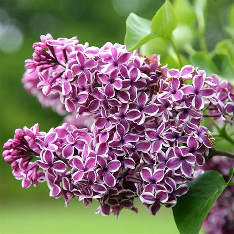 Buy Common Lilac Syringa Vulgaris Sensation £1999 Delivery By Crocus