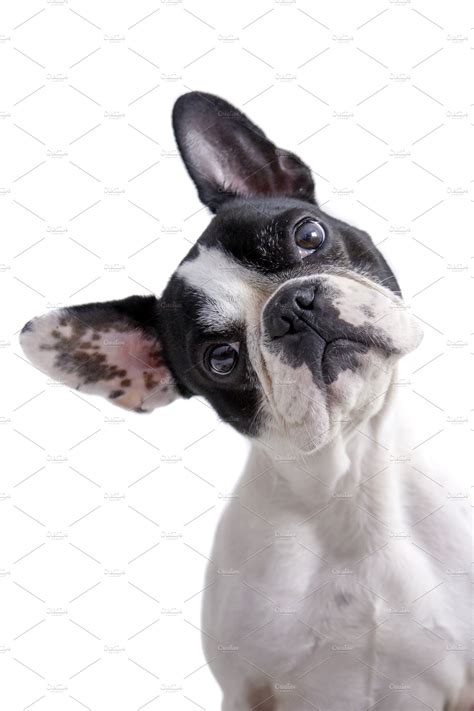 This is fairly average for dogs overall, but on. white and black french bulldog ~ Animal Photos ~ Creative ...