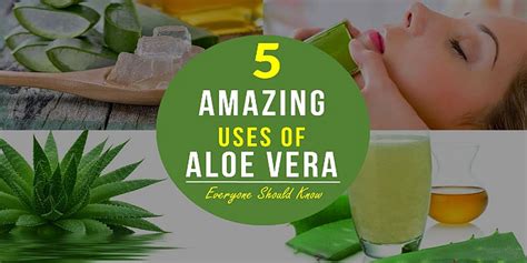 Aloe Vera Gel Benefits Everyone Should Know 5 Amazing Uses Of Aloe