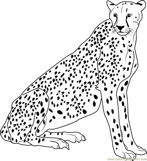 Cheetah Printable Coloring Pages Coloring Home