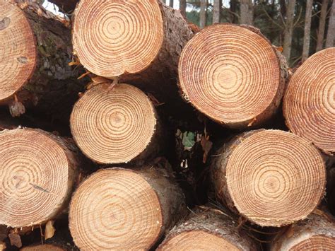 Radiata Pine Wood At Best Price In Tiruvannamalai Id 672266 Ambika