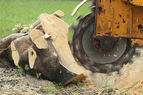 How To Grind A Tree Stump Checkatrade