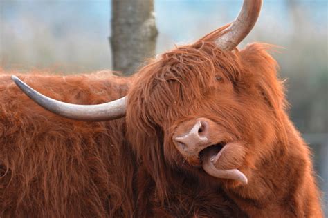 Funny Scottish Highland Cattle Cow With Brown Long And