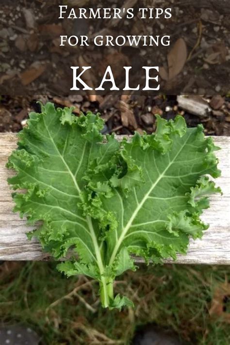 Farmer S Tips To Grow Kale Your First Time With Success Fall Garden