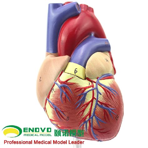 颐诺enovo11 人体心脏解剖模型彩超心脏心内科医生礼品教具 阿里巴巴