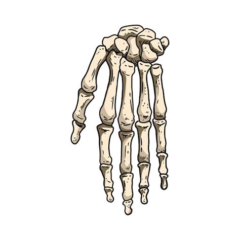 Huesos De Una Mano Humana Imagen De Estilo Lineart De Anatomía De