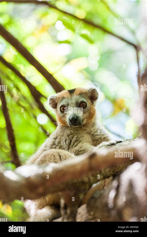 Madagascar Ankarana Crowned Lemur In Tree Stock Photo Alamy