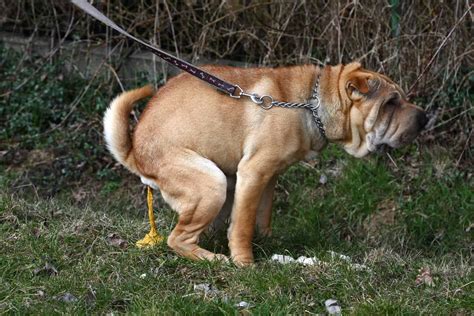 Yellow Dog Poop 7 Possible Reasons And How To Help