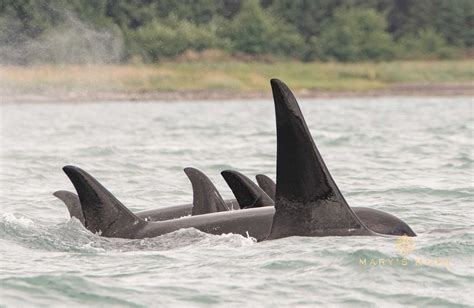 Orca Whale Pod Marys Mark Photography