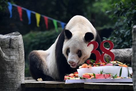 Worlds Oldest Captive Giant Panda Celebrates 38th Birthday Xinhua