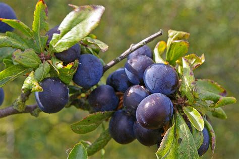 Sloe Fruit Of The Blackthorn Prunus © Glyn Baker Geograph