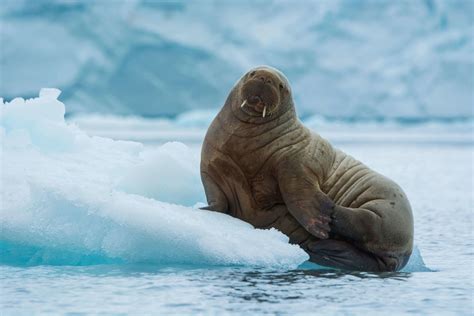 Atlantic Walrus Species Facts Info And More Wwfca