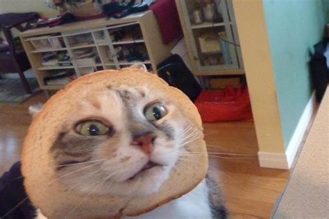 Cats At Pawfront Of Breading Meme Nz