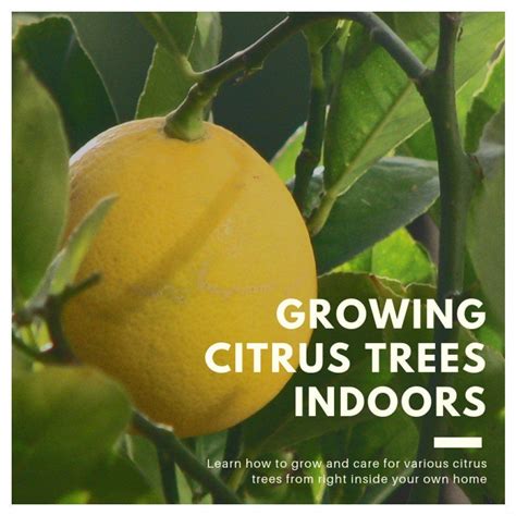 How To Grow Citrus Trees Indoors In 2020 Citrus Tree Indoor Citrus