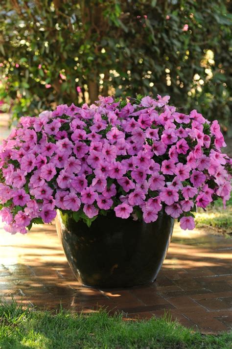 Planting Pride With America In Bloom Best Petunias For Hanging Baskets