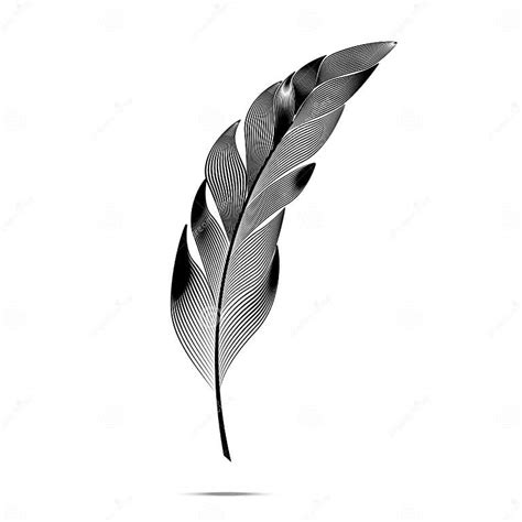Black And White Large Curved Fluffy Feather Stock Illustration