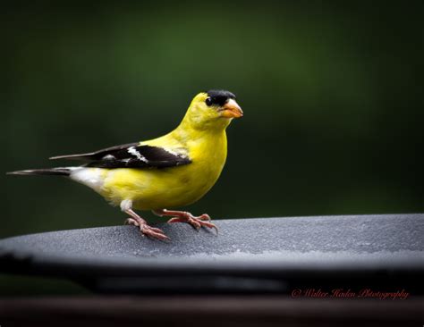 Golden Finch Pentax User Photo Gallery