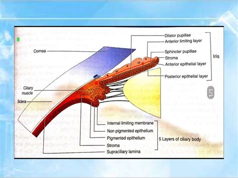 Anatomy Of Uvea Iris Cilliary Body Choroid