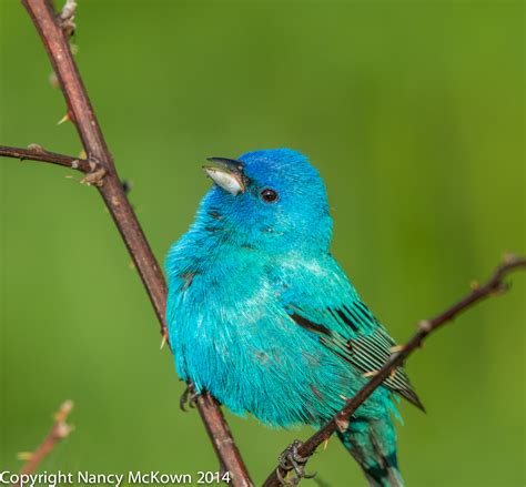 Photographing Male Indigo Buntings And The Illusion Of Seeing Blue Welcome To