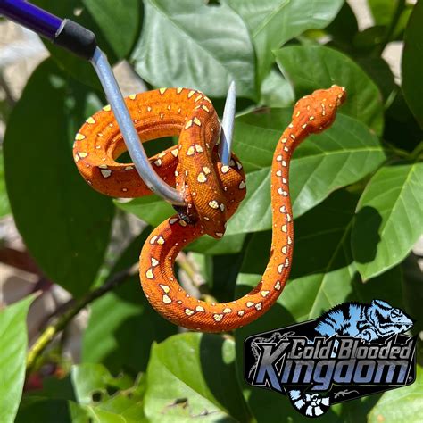 Baby Red Neonate Biak Green Tree Python By Cold Blooded Shop Morphmarket