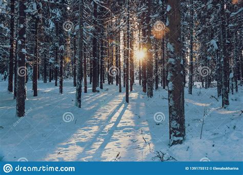 Sunset In A Winter Forest Sun Rays Shining In Pine And Fir Trees Stock