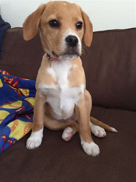 Beagle Boxer Mix 4 Months Old Labrador Retriever Dog Bull Terrier