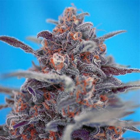 Devil Cream Auto Sweet Seeds Feminized Zamnesia