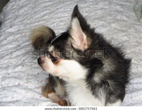 Cute Black White Chihuahua Dog Pictures Stock Photo 1801757461