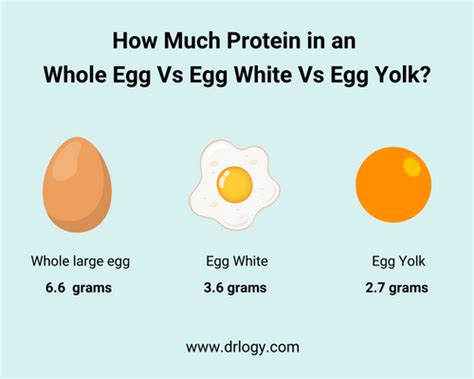 30 How Many Ounces Protein In An Egg Full Guide 8 2023