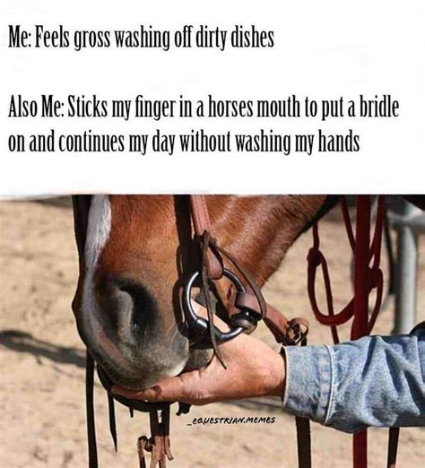 17 Of Our Favorite Equestrian Memes In 2020 Equestrian Memes Funny
