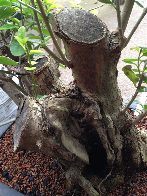 Physically taking out a tree stump is the fastest, but most laborious way to get rid of it. Multi-trunk Privet - a journey begins!