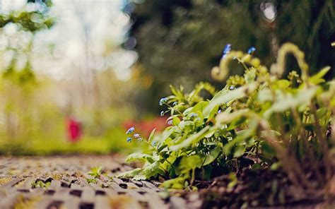 Nature Leaves Plants Bokeh Depth Of Field Ground Wallpapers Hd