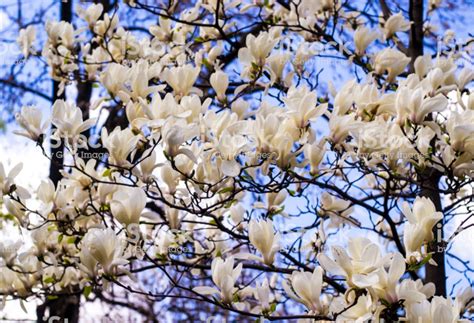 White Magnolia Creamy Blossom Of White Magnolia Tree Beautiful