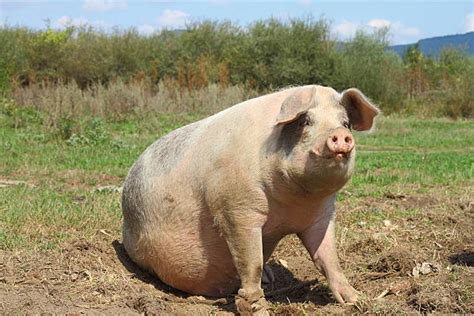 Fat Pig Stock Photos Pictures And Royalty Free Images Istock