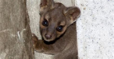 Denver Zoo Celebrates Birth Of Fossa Pup Cbs Colorado